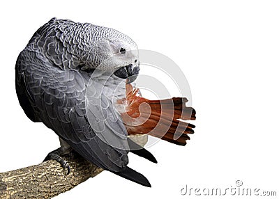 Beautiful Gray African Parrot cleaning feathers The smartest bi Stock Photo