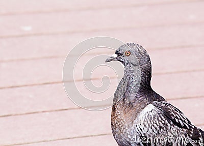 Beautiful gray black and purple feather rock pigeon Stock Photo
