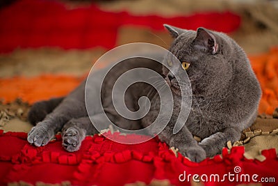 Beautiful gray British shorthair cat Stock Photo