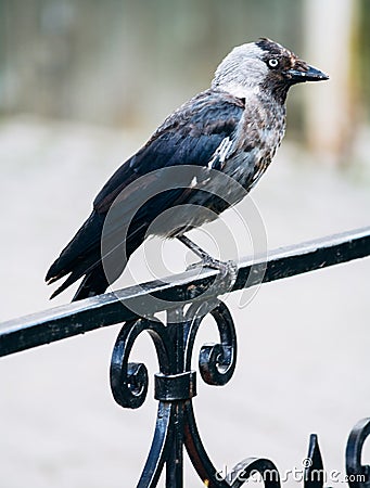 A beautiful gray crow sitting on a fence Stock Photo