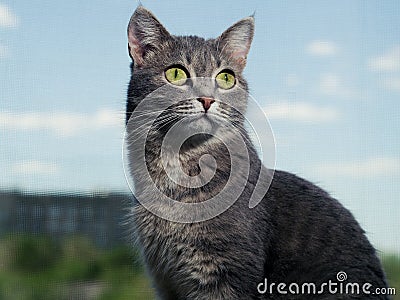 A beautiful gray green-eyed cat with black and white stripes sits on the windowsill and looks a a little higher than the Stock Photo