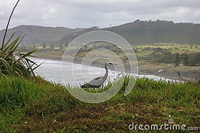 Gray heron walking in grass, New Zealand Stock Photo