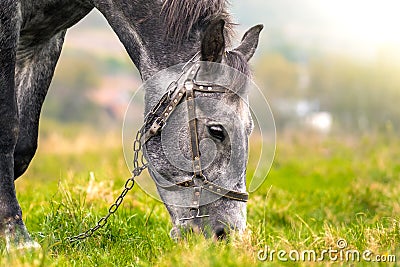 Beautiful gray horse grazing in green grassland summer field Stock Photo