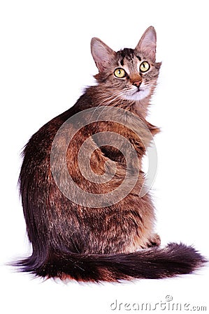 Beautiful gray mixed-breed cat isolated over white Stock Photo