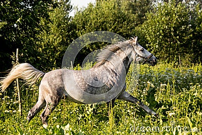 Beautiful gray pony running at the pasture Stock Photo