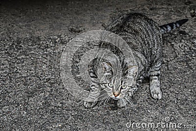 A beautiful gray street cat prepares to jump. Hunting animals Stock Photo