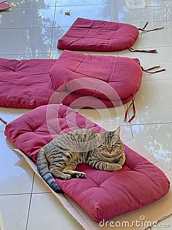 A beautiful gray tabby cat lies on soft burgundy pillows outside. Street cats. Love to the animals. Vertical photo Stock Photo
