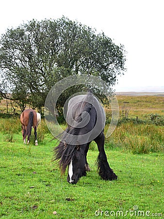 Beautiful grazing black horse in Ireland Stock Photo