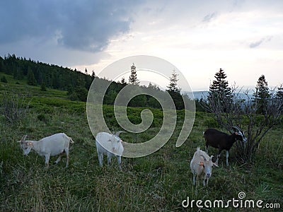 Beautiful grazing flock of goats in a meadow in the mountains Stock Photo