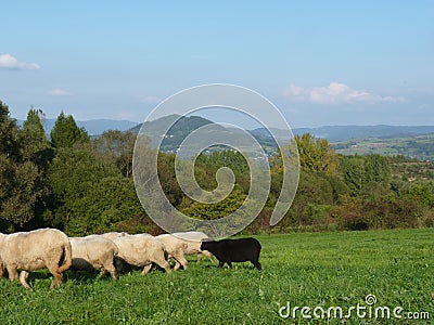 Beautiful grazing flock of sheep at sunset Stock Photo