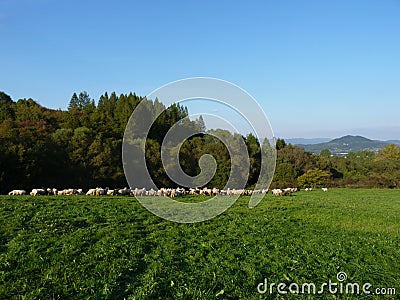 Beautiful grazing flock of sheep at sunset Stock Photo