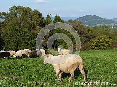 Beautiful grazing flock of sheep at sunset Stock Photo