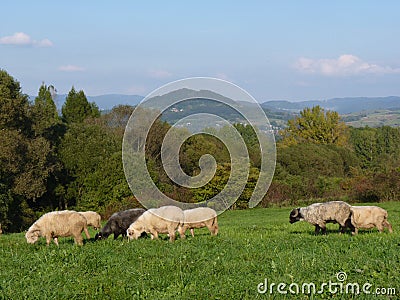 Beautiful grazing flock of sheep at sunset Stock Photo