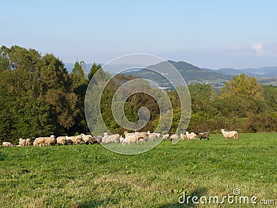 Beautiful grazing flock of sheep at sunset Stock Photo