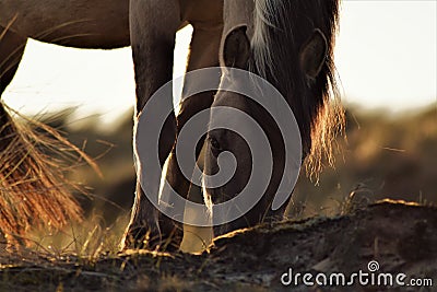 Beautiful grazing horse in the dunes Stock Photo