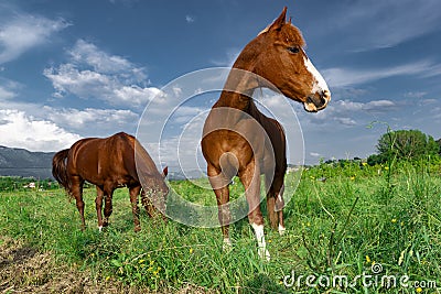 Beautiful grazing horses Stock Photo