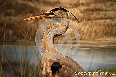 Beautiful great heron Stock Photo