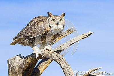 Beautiful great horned owl Stock Photo