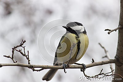 Beautiful great Parus major on the branch. Pretty winter bokeh. Stock Photo