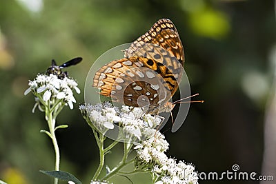 Beautiful Great Spangled Fritillary Butterfly - Speyeria cybele - on White Crownbeard Wildflower Stock Photo