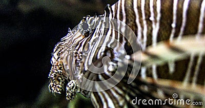 Beautiful and great specimen of the lionfish, also known erroneously as the scorpionfish at the Shark Reef Aquarium. Stock Photo