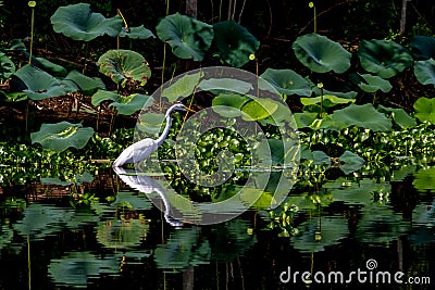 A Beautiful Great White Egret Among Lotus Water Lilies with Reflection Stock Photo