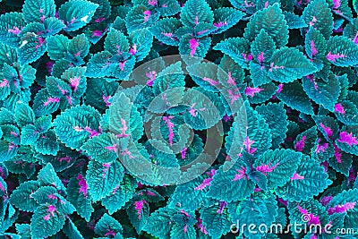 Beautiful Alien leaf Stock Photo