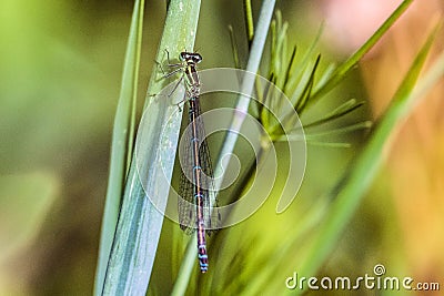 Beautiful green-azure dragonfly Arrow Southern Coenagrion mercuriale Stock Photo