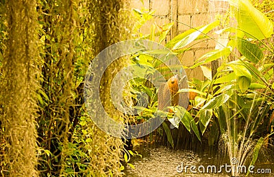 Beautiful green back yard garden with small pond decorated with earthen water blowing fish and fountain. Architecture, decoration. Stock Photo