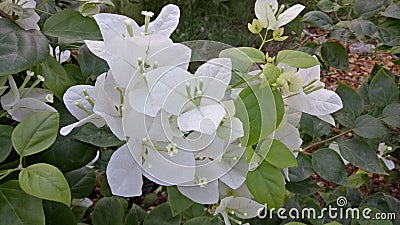 Beautiful green beckground and white flowers Stock Photo