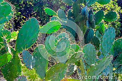 Beautiful green big cactus grows on the street Stock Photo