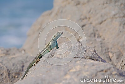 Beautiful green blue turquoise lizard, pacific coast, Atacama Desert, northern Chile Stock Photo