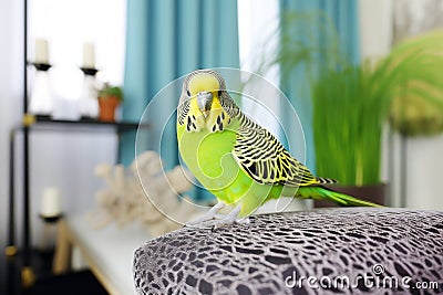 Beautiful green budgerigar on sofa in room, concept of keeping parrots at home Stock Photo