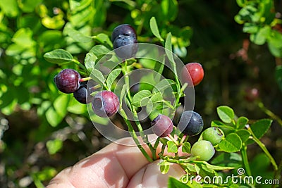Beautiful green Bush blueberries beginning to ripen berries growing Stock Photo