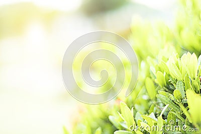 Green leaves from the bush in the sun. Stock Photo