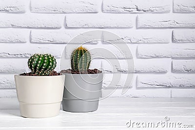 Beautiful green cacti on white wooden table, space for text Stock Photo