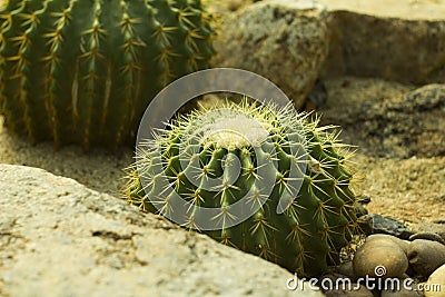 Beautiful green cactus in the garden, life in the desert Stock Photo