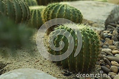 Beautiful green cactus in the garden, life in the desert Stock Photo