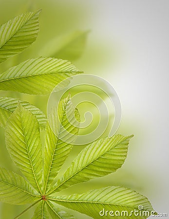 Beautiful green chestnut leaves. Background, Leaves pattern Stock Photo