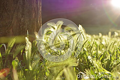 BEAUTIFUL CLOSE UP VIEW OF SPIKE FIELD AT SUNSET Stock Photo