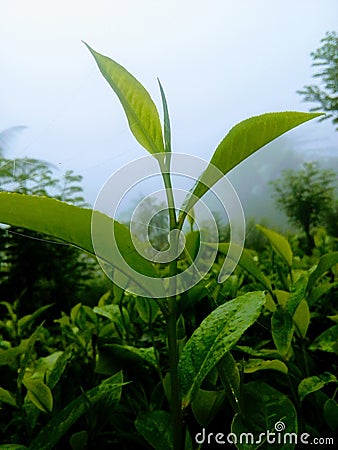 Beautiful green color tea plate Stock Photo
