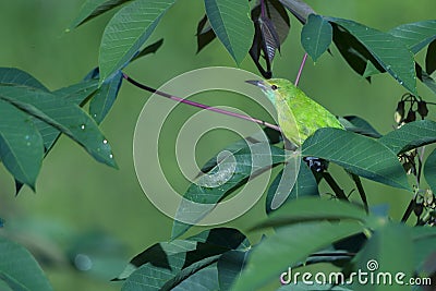 Green Bird on a tree Stock Photo
