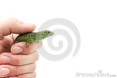 Beautiful green common lizard on human hand Stock Photo