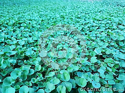 Beautiful green Dichondra repens grass Stock Photo