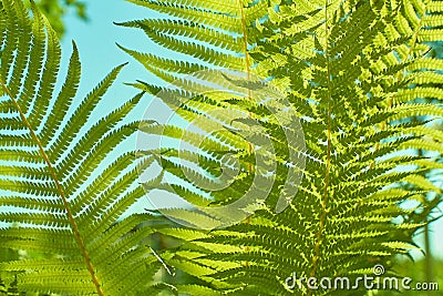 Beautiful green fern shot using natural light with blue sky. Stock Photo