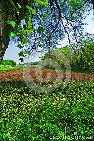 Beautiful green field Stock Photo