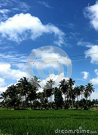 A beautiful green field with lots of coconut trees and a dull blue sky Stock Photo