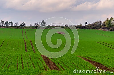 Beautiful green field with wooden watchtower on horizon Stock Photo