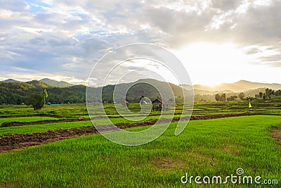 Beautiful green fields Stock Photo