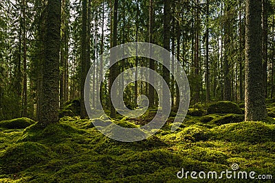 Beautiful green fir and pine forest in Sweden Stock Photo